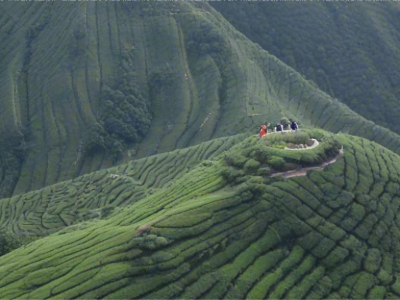 茶业史话：如何影响世界饮食文化