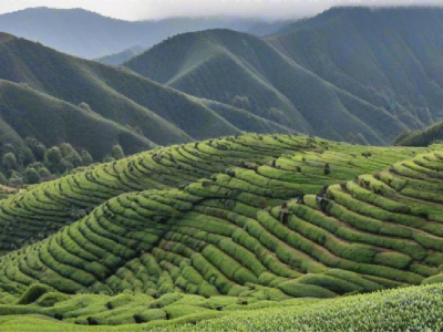 茶艺与茶道在茶业史中的重要性
