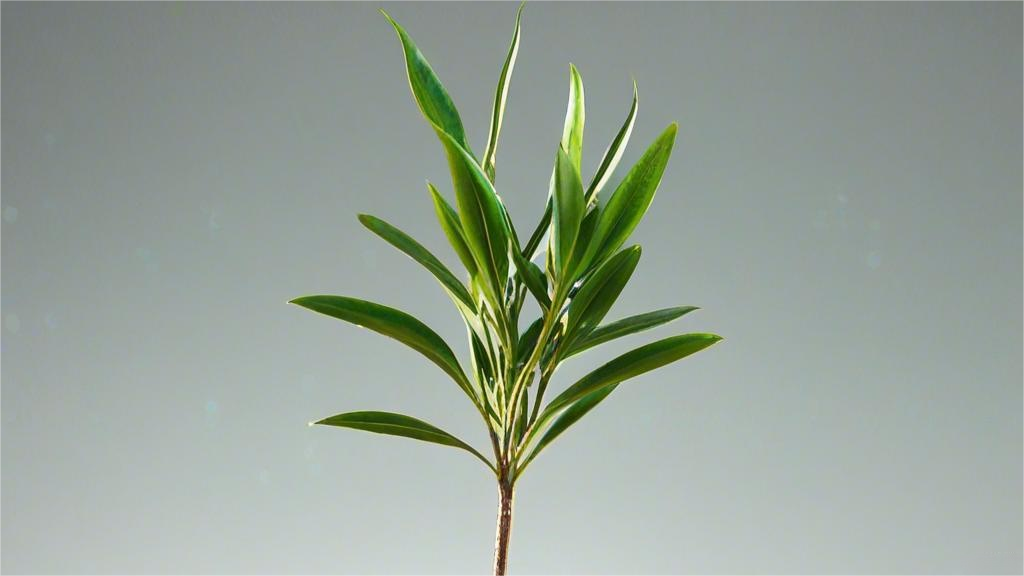 茶叶冲泡中的水温和时间掌握