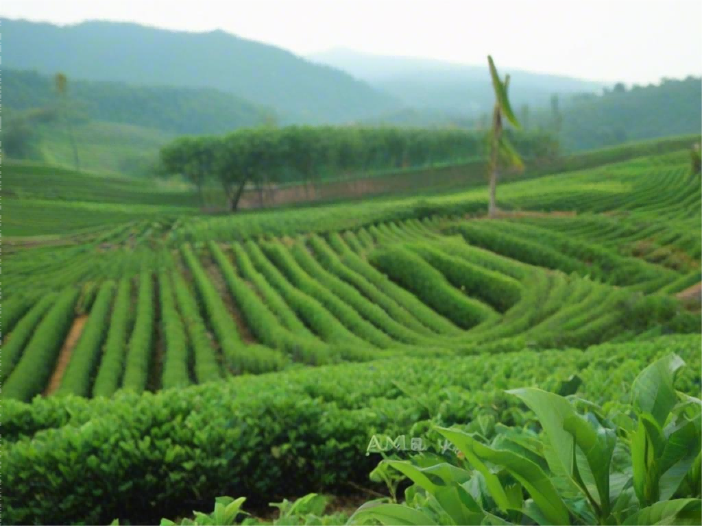 茶业史话：那些年我们喝过的茶
