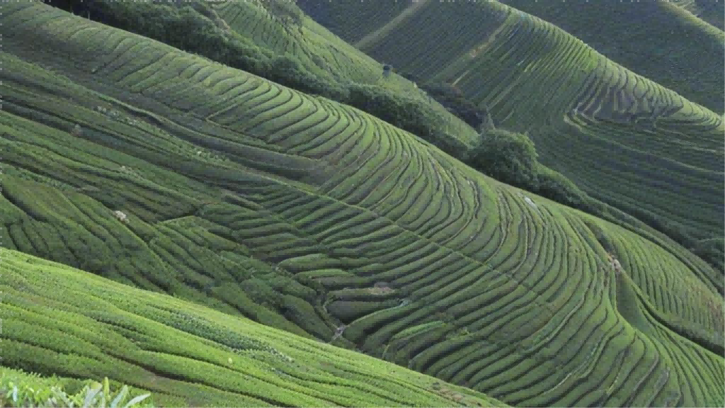 传承与发扬：关于茶艺表演的思考